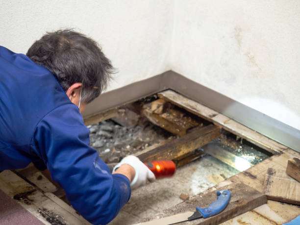 Trusted Howard, WI Mold Remediation Experts