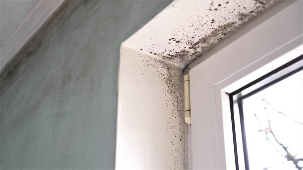 Best Bathroom Mold Remediation in Howard, WI