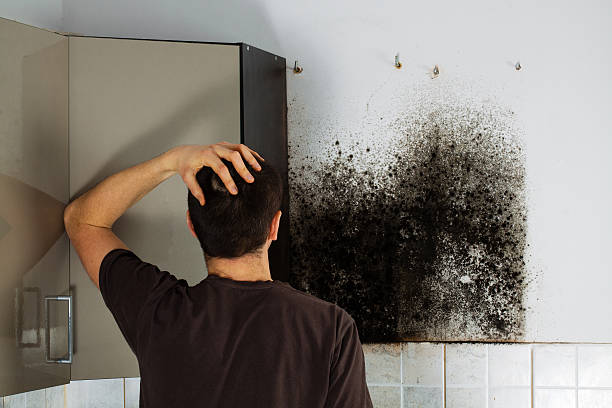 Best Commercial Mold Remediation in Howard, WI