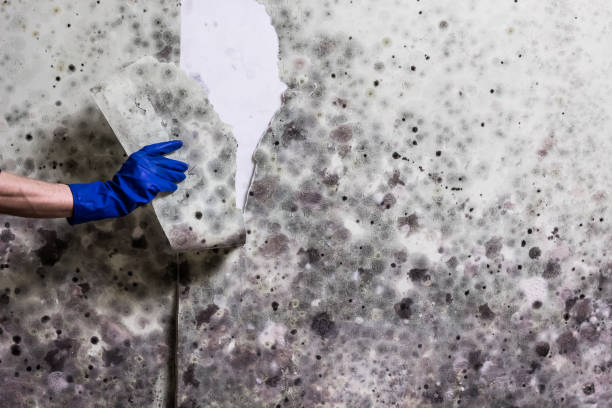 Best Mold Remediation for Schools in Howard, WI