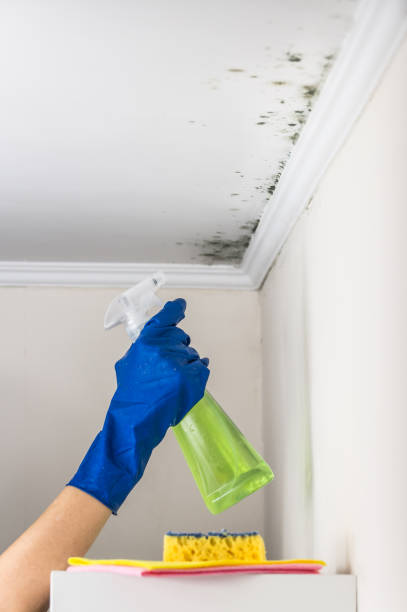 Best HVAC Mold Remediation in Howard, WI