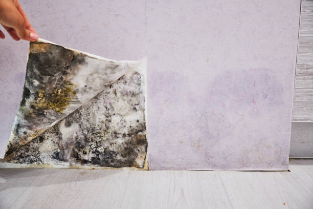 Best Residential Mold Remediation in Howard, WI
